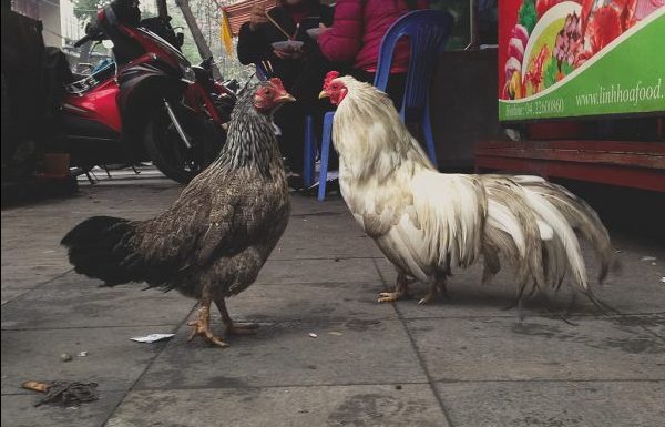 Chickens in Hanoi. Photo by Flickr/Michael Fludkov