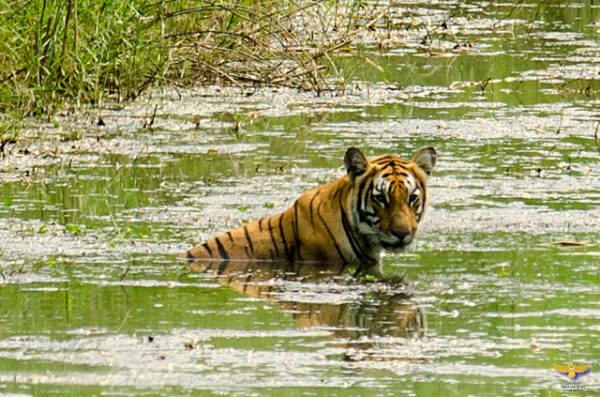 Tiger Chitwan National Park, Nepal