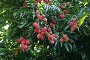 Lychee rio negro brazil amazon