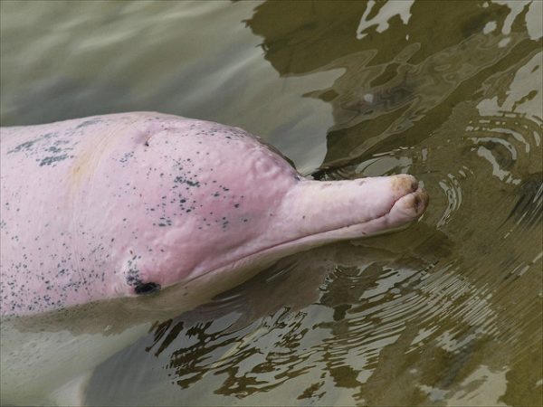 rio negro pink dolphin brazil