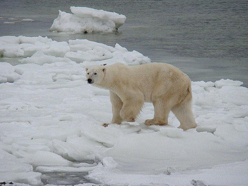 Polar bears in Greeland