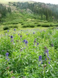 Colorado flowers: Bluebells in the high alpine. Flickr?https://www.flickr.com/photos/7909459@N03/