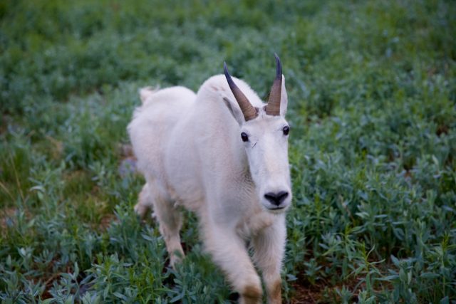 Colorado Mountain Goat