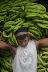 Man carry bananas on his back