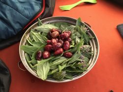 Colorado bluebell salad