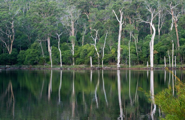 Walking tours in Australia - Karri Trees Australia