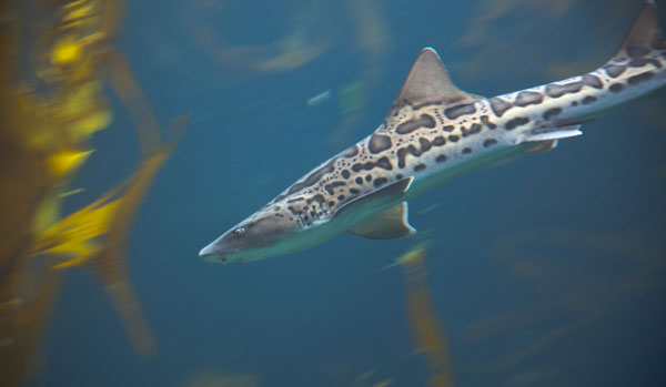 A leopard shark swims along the coast of La Jolla, California. The sharks congregate each May to September. Photo by San Diego Tourism