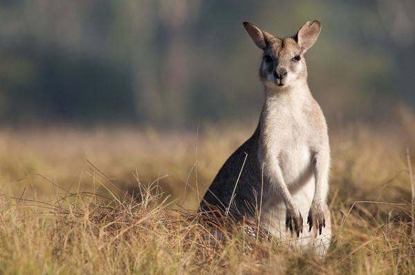 Walking tours in Australia - Kangaroo Australian Walk