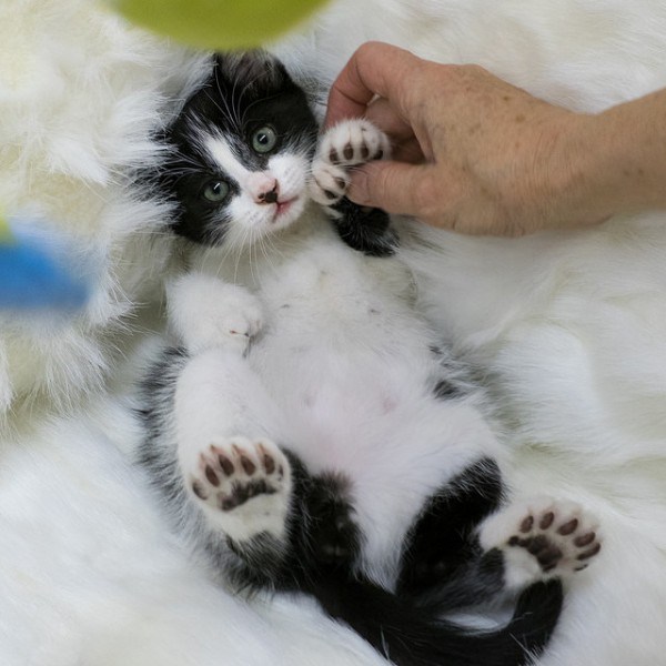 Polydactyl Hemingway cat