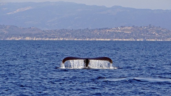 Channel Island california national park sponsorship