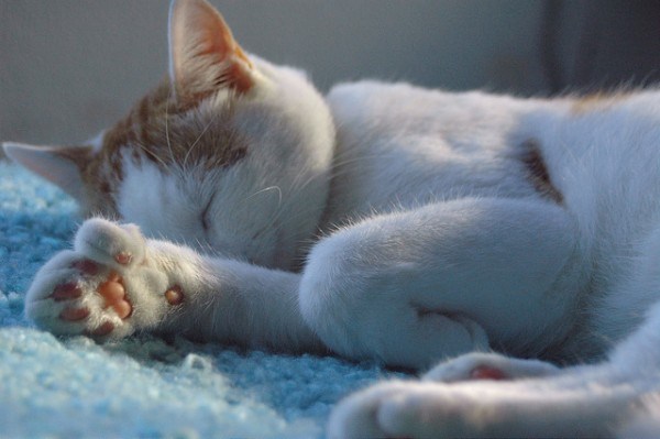 Polydactyl Hemingway cat Key West