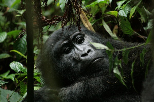 Gorilla hiking impenetrable forest bwindi uganda