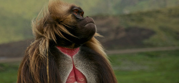 The Gelada ‘bleeding heart’ baboon – endemic to the highlands of Ethiopia Image – Sam McManus 