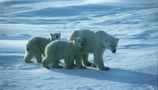 Polar Bear and her cubs near Churchill, Manitoba