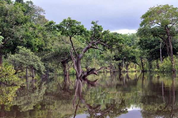 Rio Negro Brazil rain forrest