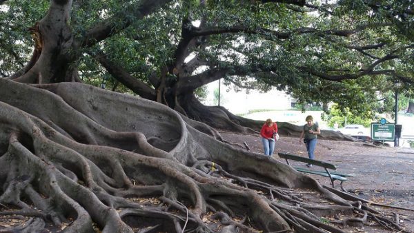 Rubber trees rio negro