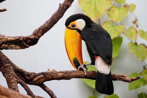 rio negro amazon toucan brazil