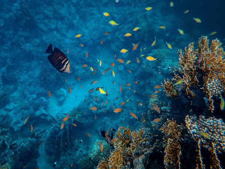 Eine Vielzahl von Fische schwimmen entlang der farbenfrohen Korallen rund um die Turks- und Caicosinseln. class=