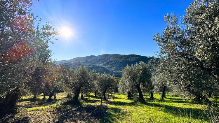 Beautiful olive grove on the property. Photo by Isabella Miller