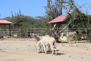 Take a Break From the Beach to Visit the Peaceful Donkey Sanctuary in Aruba