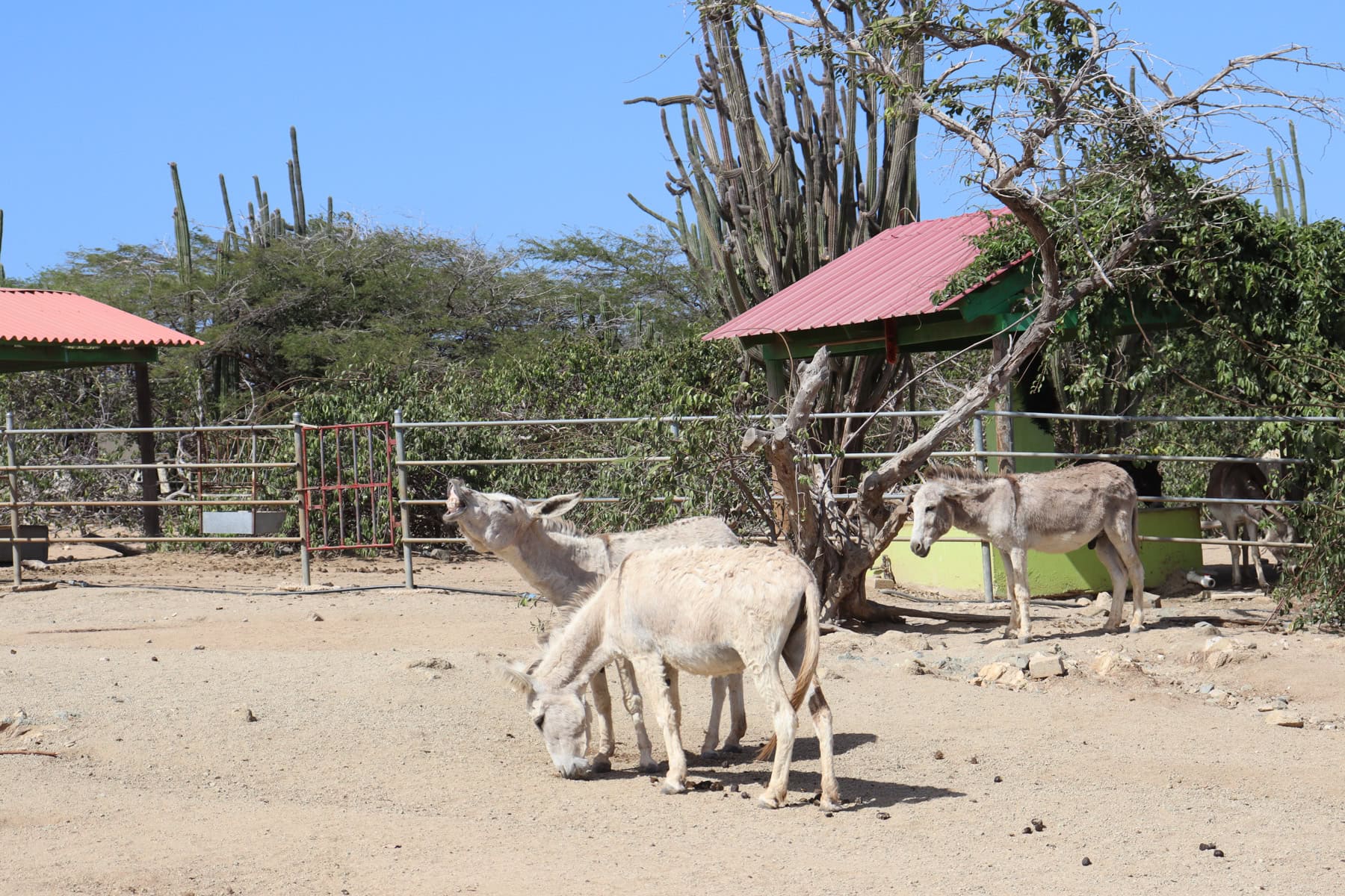 Tómate un descanso de la playa para visitar el tranquilo santuario de burros en Aruba